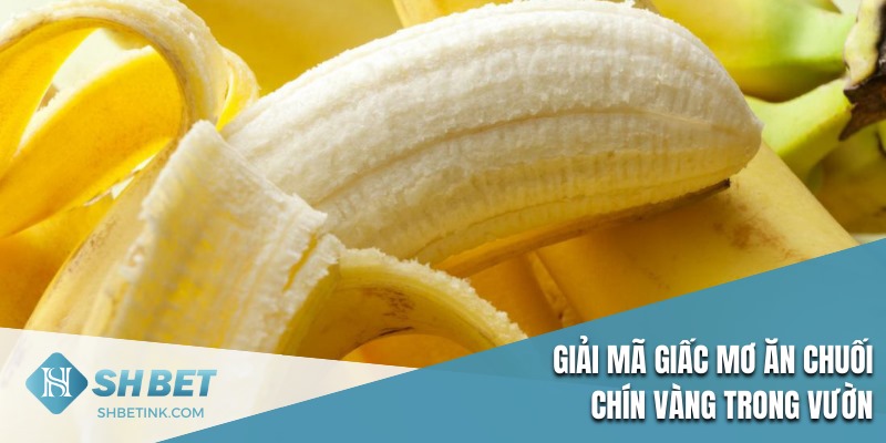 Giải mã giấc mơ ăn chuối chín vàng trong vườn